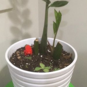 Meet your Posher, Patrick